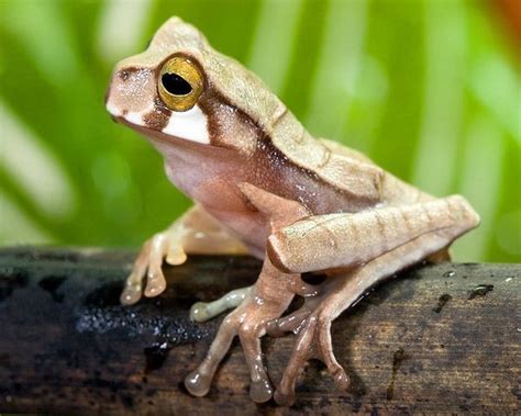 Horned Marsupial Frog (Gastrotheca cornuta) Panama | Frog, Cute animals ...