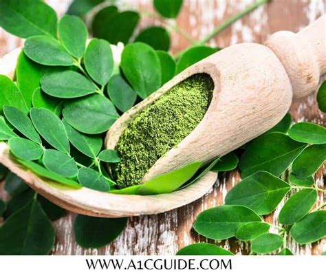 The Ultimate Guide on Moringa for Diabetics - A1CGUIDE