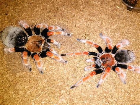 Martinique Pink Toe (Caribena versicolor) Tarantula Care Sheet