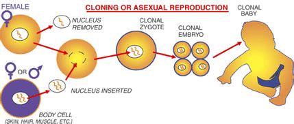 Human Cloning - Human Cloning