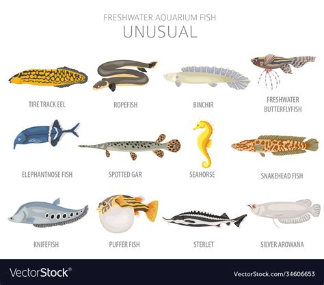 Unusual fish freshwater aquarium icon set Vector Image