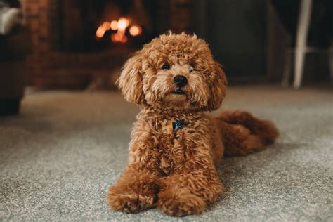 5 Best Hypoallergenic Dog Breeds, According To Canine Experts