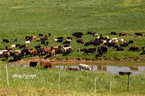 Be wary of surface water quality | Hay and Forage Magazine