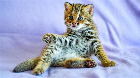 Interesting facts about the BEAUTIFUL Amur leopard cat (PHOTOS) - Russia Beyond