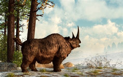 Hunters Find a Frozen 10,000-Year-Old Baby Woolly Rhino | WIRED