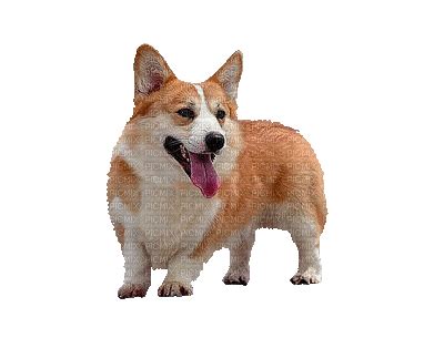 Dog Gif Png / Dog png image, dogs, puppy pictures free download / Fox ...