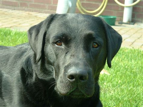 Labrador Retriever. PerrosAmigos.com