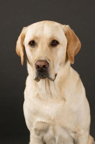 Labrador retriever obedience training – Artofit