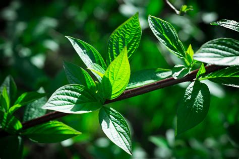 Close up view of leaves on a branch wallpaper | High Definition Wallpapers, High Definition ...