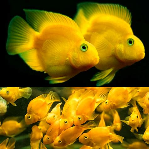 American Cichlid - Yellow Blood Parrot Cichlid 8cm - Aquarium Central