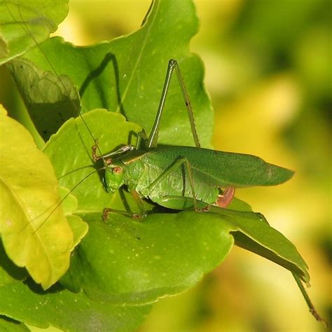 Katydid? - Scudderia furcata - BugGuide.Net