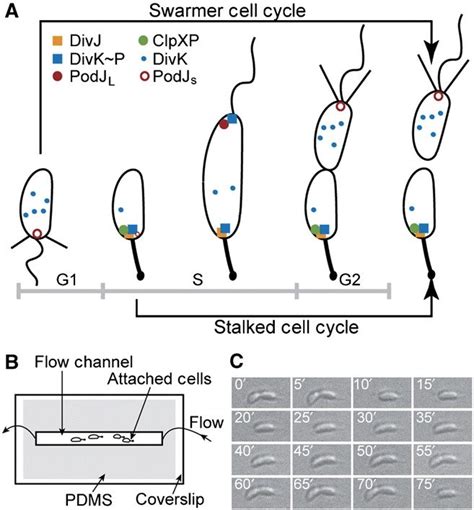 Caulobacter crescentus cell cycle and experimental schematic. (A) C.... | Download Scientific ...