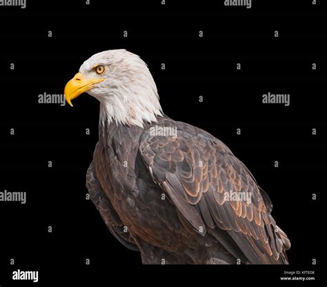 American Bald Eagle isolated on black background. North American bird ...