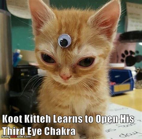 Third Eye Chakra - Lolcats - lol | cat memes | funny cats | funny cat pictures with words on ...