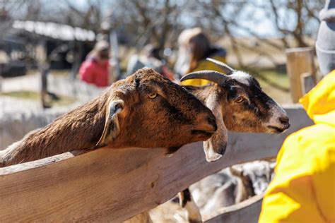 Enterotoxemia Management in Goats: Disease Symptoms, Treatment, Diagnosis, and Prevention