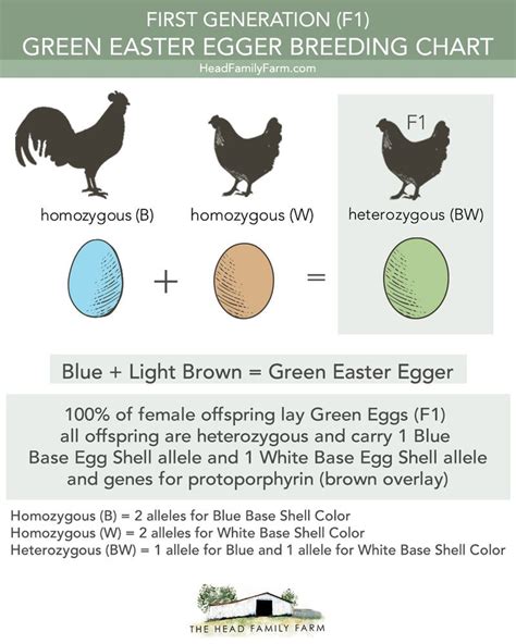 Egg Laying Breeds, Egg Laying Hens, Chicken Egg Colors, Chicken Eggs, Brown Eggs, Blue Eggs ...