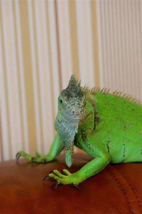 The Green Iguana Lives As a Pet Stock Photo - Image of macro ...