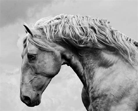 Now ... | Beautiful horses, Pretty horses, Horses