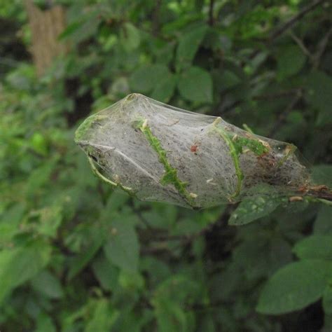 'moth caterpillars hatching inside a web cocoon' on Picfair.com | Moth cocoon, Moth caterpillar ...