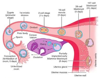 Embryology Week 1: Cleavage to Implantation | Epomedicine