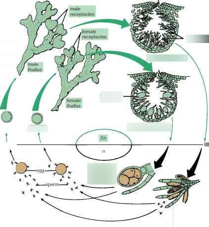 Fucus life cycle Diagram | Quizlet