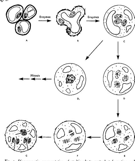 Cytokinesis Under Microscope