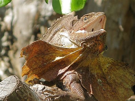 Komodo, Bearded, and Frilled Dragons: Impressive Lizards | Owlcation