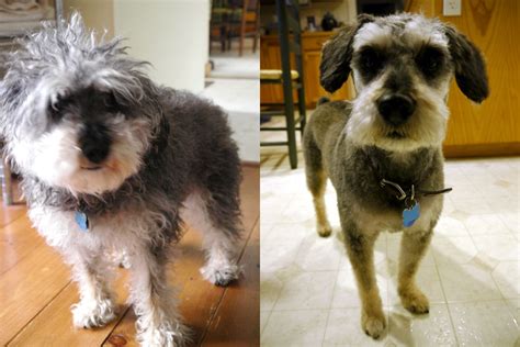 Sammy's Schnoodle Haircut - From Muppet to Schnauzer