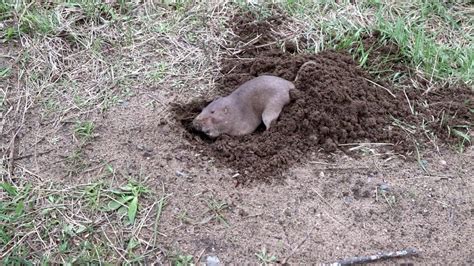 7 Images Possum Digging In Garden And View - Alqu Blog