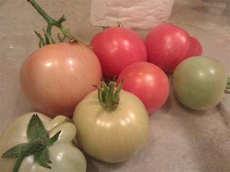 How to ripen tomatoes indoors