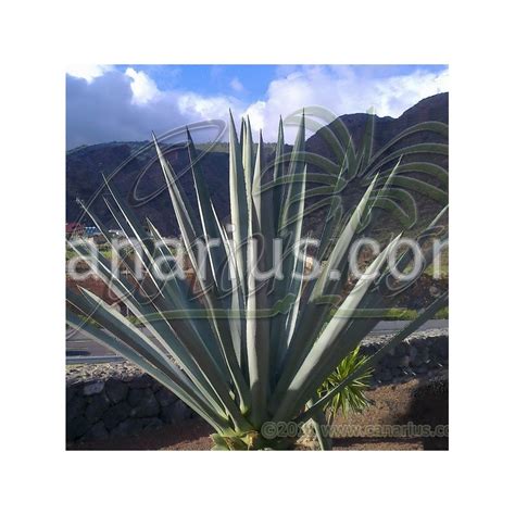 Buy Agave tequilana with Canarius