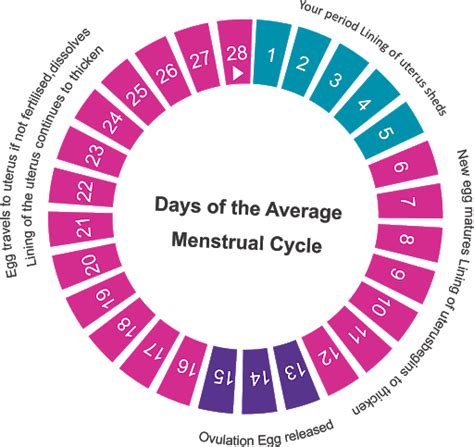 EASY WAY TO KNOW YOUR OVULATION PERIOD - Health GadgetsNG