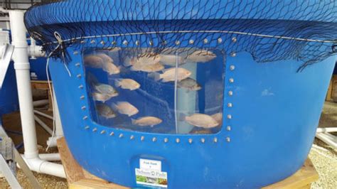 tilapia tank - Construction Specifier