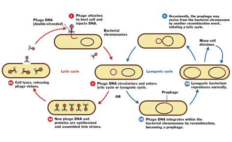 Lytic Cycle of Virus - Definition, Steps, Examples and FAQs