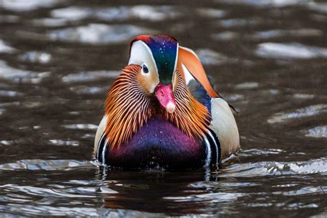 How to Work with the Mandarin Duck Symbol for Love and Partnership — Anjie Cho