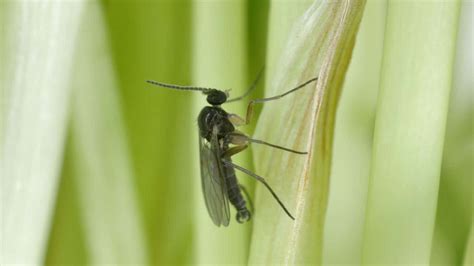 How to actually Control, Prevent, and Detect Fungus Gnats