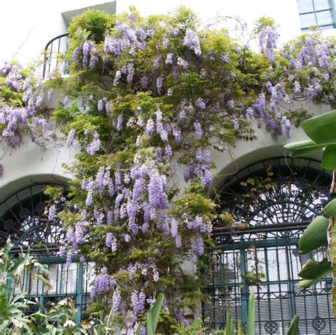 Chinese Wisteria | Plants Express