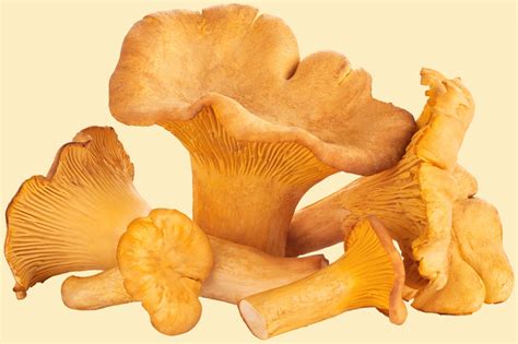 14 Types of Mushrooms and their Uses | Epicurious