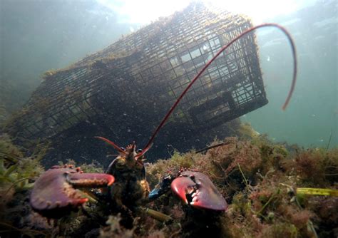 Maine science center to study how warming ocean affects lobster