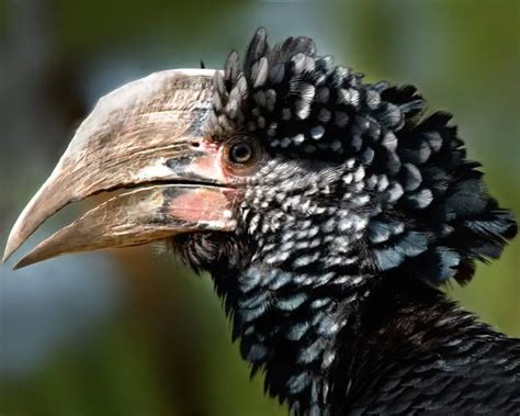 Silvery-cheeked hornbill - Facts, Diet, Habitat & Pictures on Animalia.bio