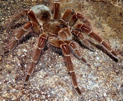 MF Lagertha - Theraphosa blondi (Goliath Birdeater) | Tarantula Forum