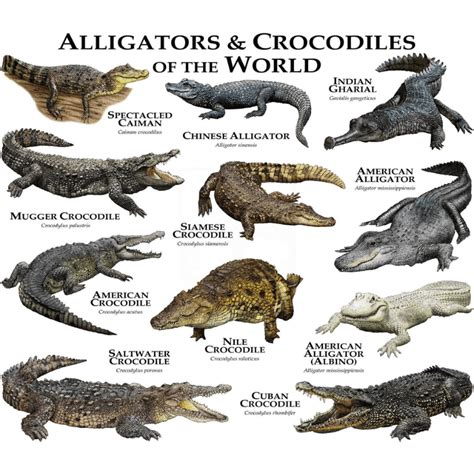 Crocodile Species in India - ClearIAS