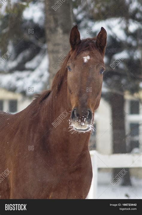 Red Horse White Blaze Image & Photo (Free Trial) | Bigstock