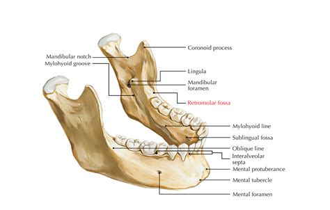 Retromolar Fossa – Earth's Lab