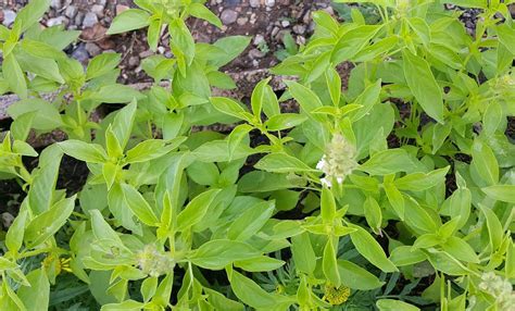 Lemon Basil - Local Seeds