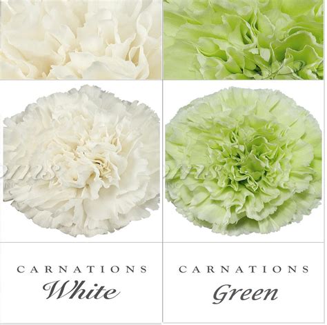 Carnations White and Green - EbloomsDirect – Eblooms Farm Direct Inc.