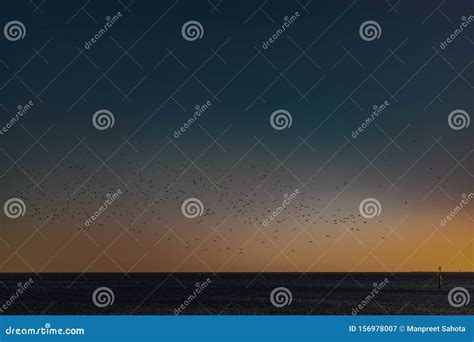 St Kilda Beach after Sunset with a Group of Seagulls Stock Image ...