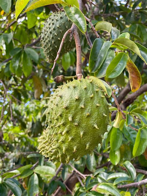 Soursop Guanabana Fruit Tree, Annona Muricata | Eureka Farms