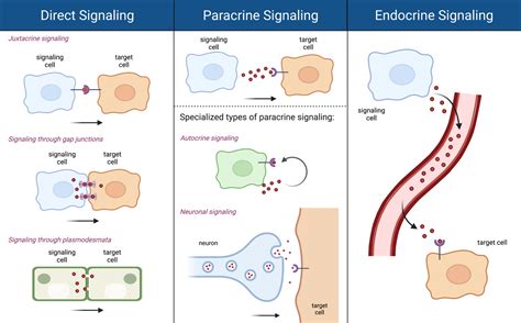 11.2 Types of Cell Signaling – College Biology I