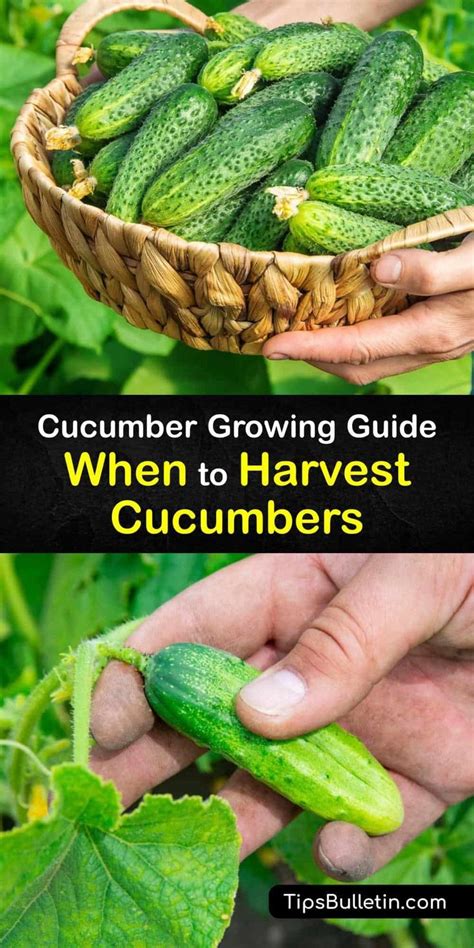 Cucumber Growing Guide - When to Harvest Cucumbers | When to harvest cucumbers, Growing ...